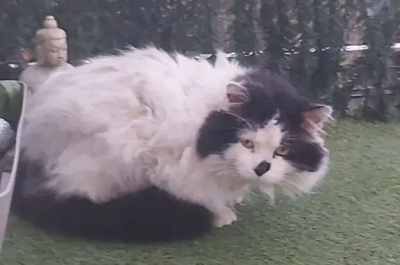 Animaux trouvés Saint-Michel-sur-Orge, photo: Chat errant mal en point à Saint-Michel