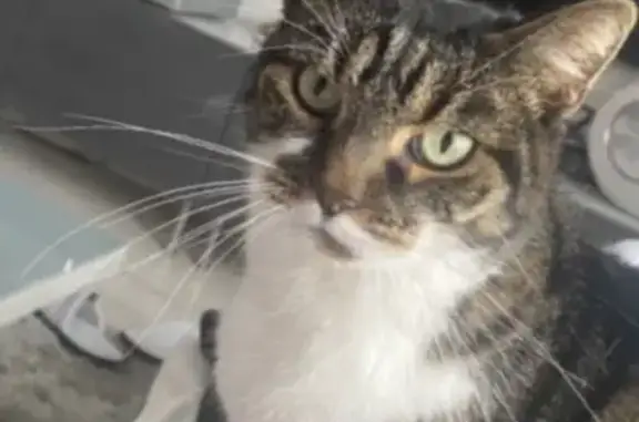 Animaux perdus Strasbourg, photo: Chatte peureuse perdue à Strasbourg