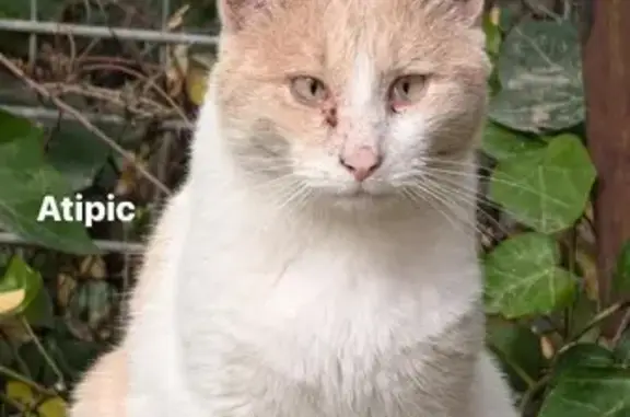 Chat perdu, rue Sergent Bobillot, Béziers - photo