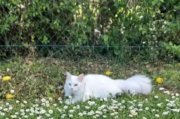 Animaux perdus Saint-Étienne-de-Saint-Geoirs, photo: Chat blanc sourd perdu, collier rouge-blanc