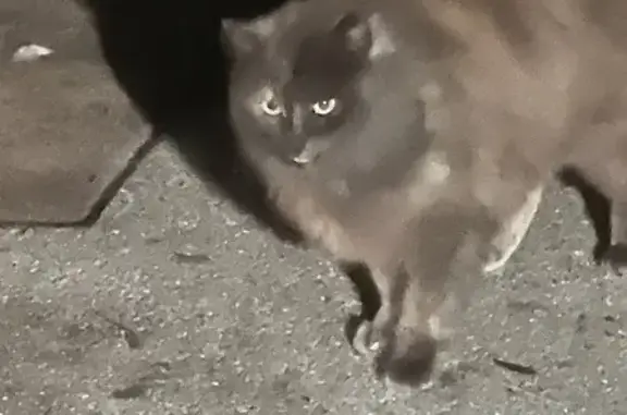 Animaux trouvés , photo: Chatte marron affectueuse trouvée à St-Martin