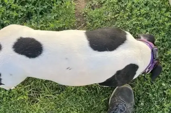 Lost Dog: Timid Pup on Desborough Rd