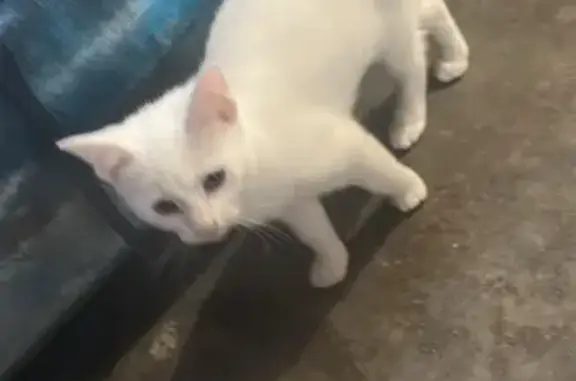 Lost Indoor Cat: Lakeview Rd, Lake Macquarie