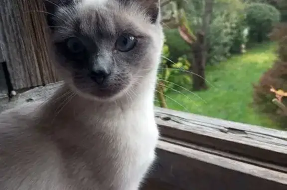 Chatte siamoise 6 mois perdue à Pauillac - photo