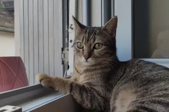 Animaux perdus , photo: Chatte perdue : Tora, collier rose, Gevingey