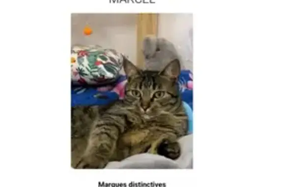Chat tigre 3 pattes perdu à Bordeaux - photo