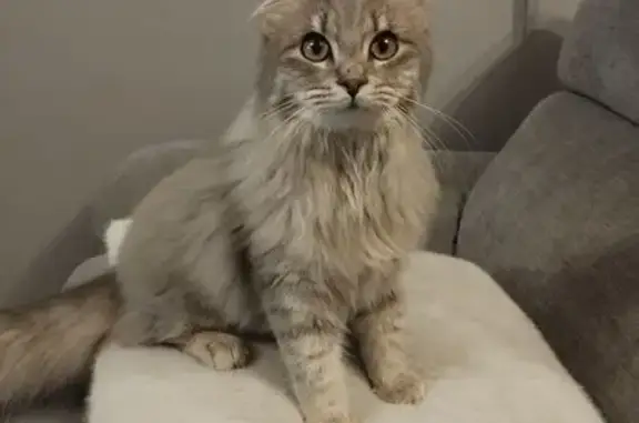 Perdu : chaton Siggy, 6 mois, rue du Coteau - photo