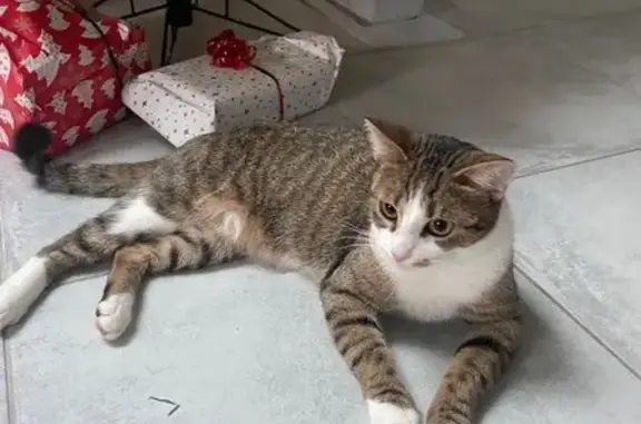 Chatte tigrée perdue à Trévenans - photo