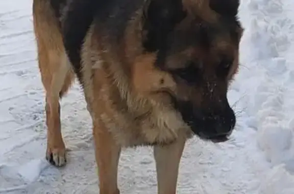 Зникла собака Рем на Берестовській, Суми