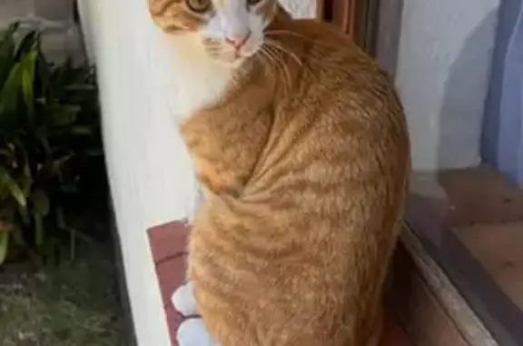 Lost Ginger Cat: White Patch, Green Eyes