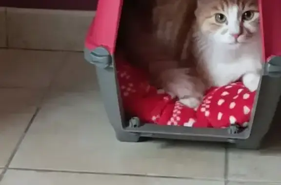 Chat roux et blanc perdu à Henrichemont - photo