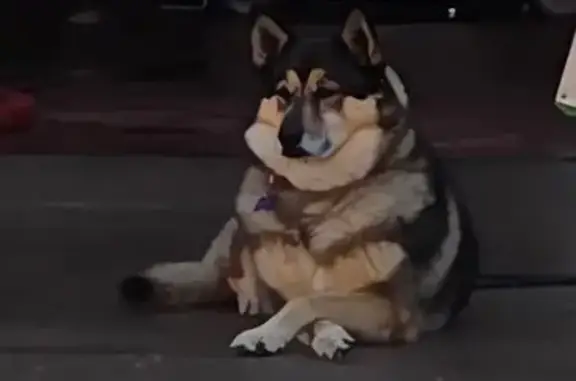 Chienne Husky perdue à Rosey - photo