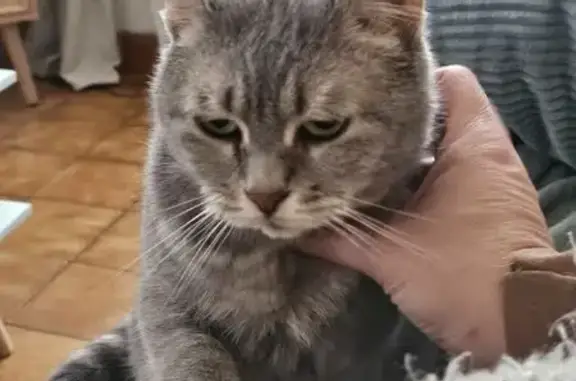 Animaux perdus Calais, photo: Chatte grise sourde perdue à Calais