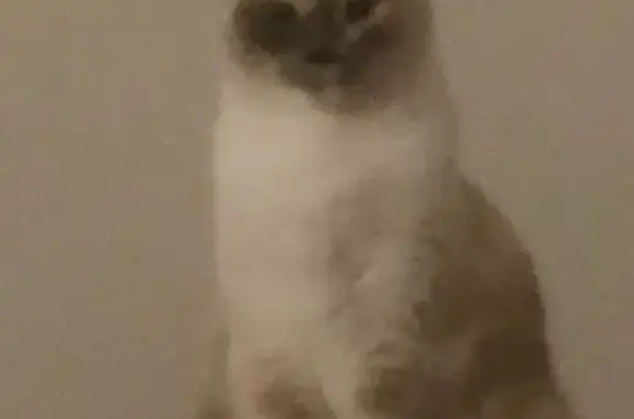 Chat perdu, , photo: Chat perdu à Meyzieu depuis 16h45