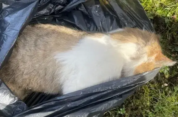 Chat trouvé, Rue Fromentelle, Bouillancy - photo