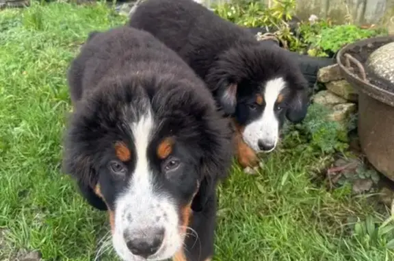 Animaux trouvés Saint-Erblon, photo: Bouvier bernois et 2 chiots trouvés à St-Erblon