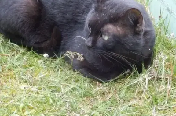 Chat noir blessé perdu à Mont-de-Marsan - photo