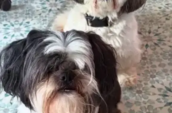 Missing dog Taylorsville, photo: Friendly Lost Dog on Elm Tree Lane