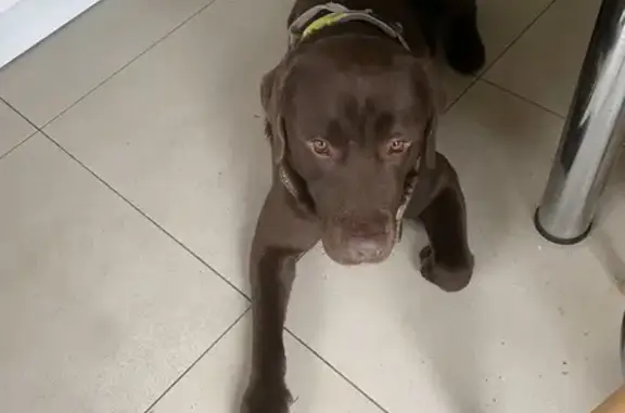 Animaux trouvés Nîmes, photo: Labrador marron trouvé, Nîmes