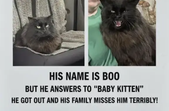 Lost Cat: Vocal Freckled Feline in Fenton