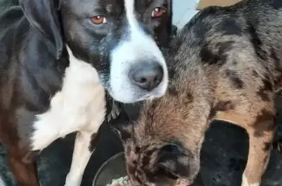 Animaux trouvés , photo: Chiens trouvés entre Baugy et Villequiers
