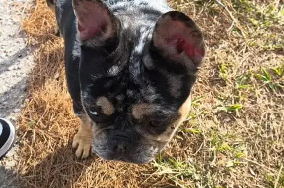Stolen Merle Frenchie: Help Find Lily!