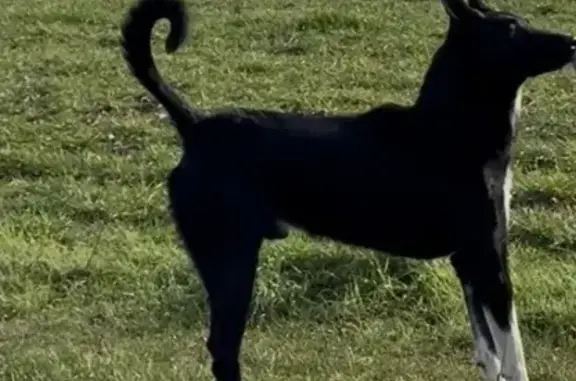 Chien trouvé , photo: Chien berger sociable trouvé à Épône