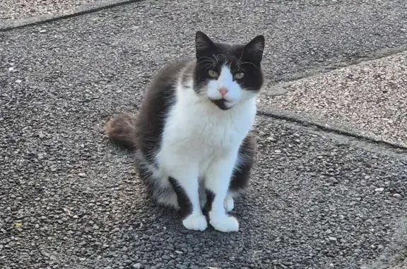 Animaux perdus Liverdun, photo: Chat perdu: mâle noir et blanc, Liverdun
