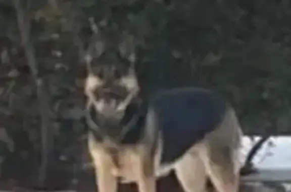 Lost Dog: Gretchen in Elmwood Park