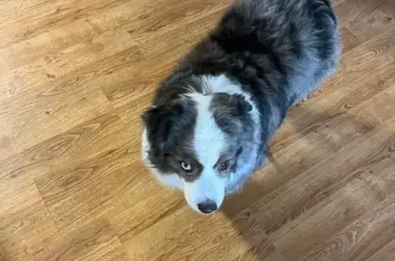 Lost Mini Aussie: Timid, Two-Toned Eyes