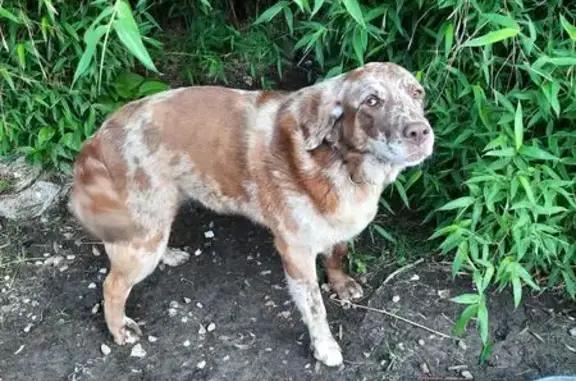 Lost Dog in Marshfield: Brown & Cream