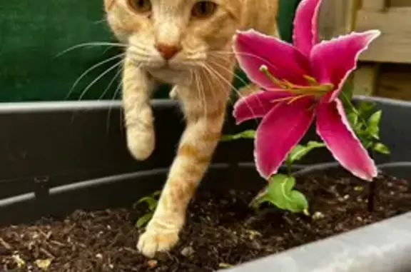 Chat perdu, Rue du 1er Mai, Couëron - photo