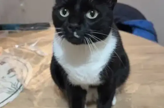 Chatte noire perdue à Crécy-la-Chapelle - photo