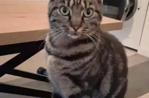 Chatte perdue, très craintive à Trappes - photo