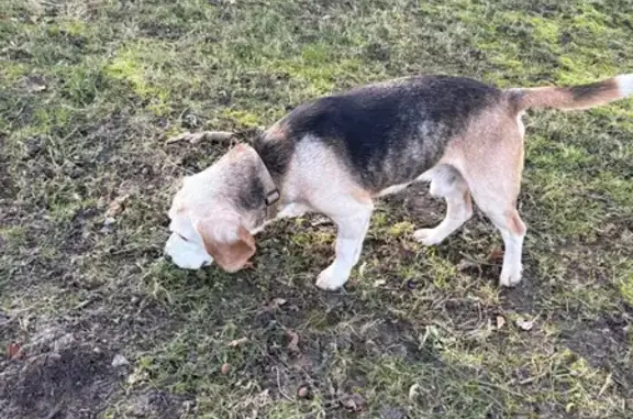 Chien trouvé Tourcoing, photo: Chien âgé trouvé à Tourcoing dimanche