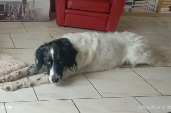 Chienne setter perdue à Marciac - photo