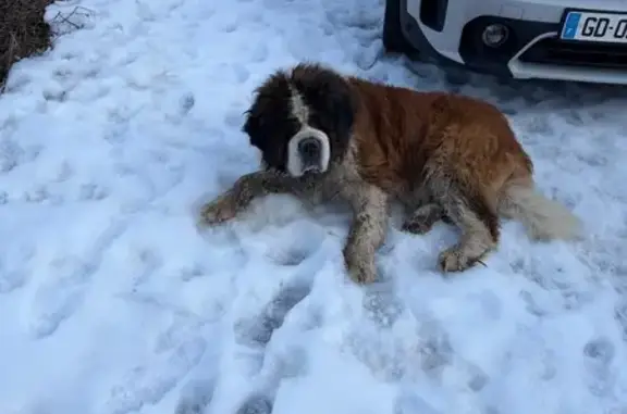 Animaux trouvés Combloux, photo: Saint-Bernard trouvé avec mon chien à Combloux