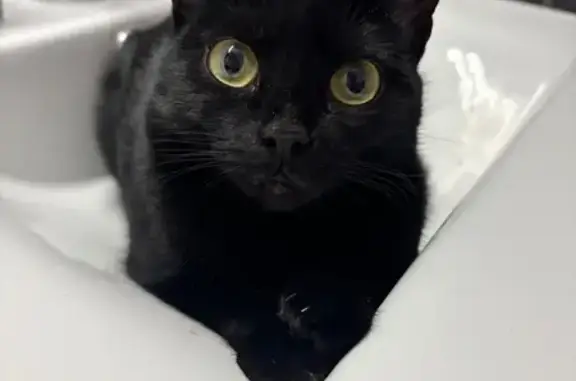 Animaux perdus Colombe, photo: Chat perdu à Colombe, Chemin de la Vie