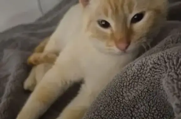 Animaux trouvés Liancourt, photo: Chat blanc/roux trouvé, très affectueux