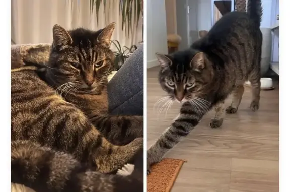 Animaux perdus Bidart, photo: Chat perdu à Bidart, craintif et âgé