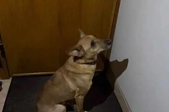 Знайдено собаку Київ, фото: Знайдено рудого песика на Моторній, Київ