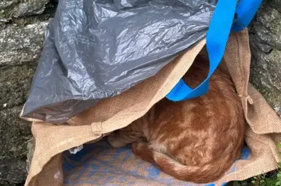 Chat trouvé Brest, photo: Jeune chat roux trouvé à Brest