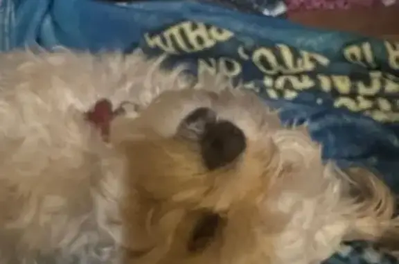 Lost: Tiny White Dog on Hamilton St