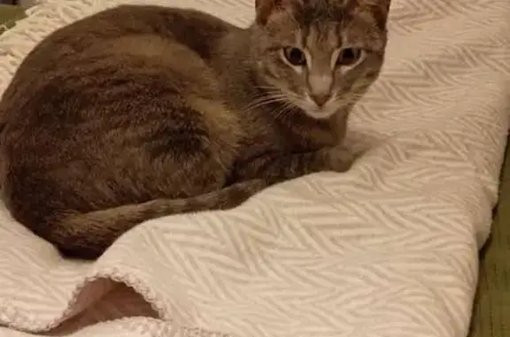 Animaux perdus Lyon, photo: Chatte grise tigrée perdue à Lyon