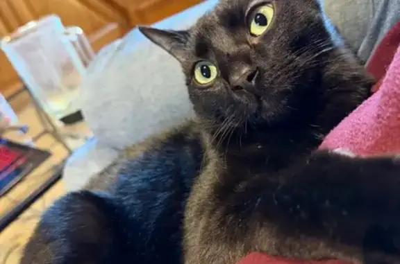 Animaux perdus Saint-Privat, photo: Chat noir perdu, peureux, Chemin des Granges