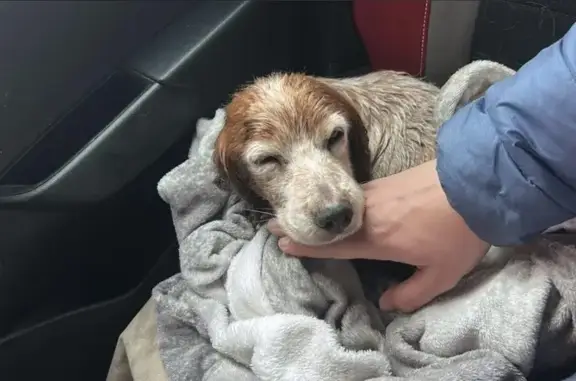 Animaux trouvés Meyreuil, photo: Chienne âgée trouvée à Meyreuil