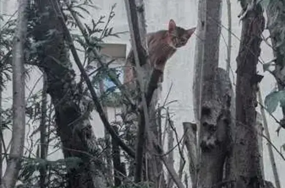 Animaux trouvés Vaires-sur-Marne, photo: Chat peureux trouvé à Vaires-sur-Marne
