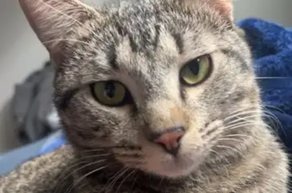Lost Tabby Cat: Green-Gold Eyes, Puyallup