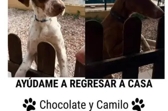 ¡Perros Perdidos en Elx: Camilo y Chocolate!
