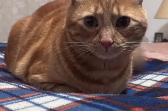 Busco a mi gato desde hoy 8 de febrero por la mañana. Es un gato naranja de unos 5 añitos, se llama Django aunque casi nunca responde a ese nombre, es muy sociable, hablador, cariñoso y asustadizo. Se deja coger. Lleva chip y está castrado, se perdió hoy casi a media mañana en la calle San Genadio 14, a la altura del bar Venusca. Si alguien ve a un gatito perdido de estas características ruego se pongan en contacto conmigo al 663533645. Me llamo Elena.